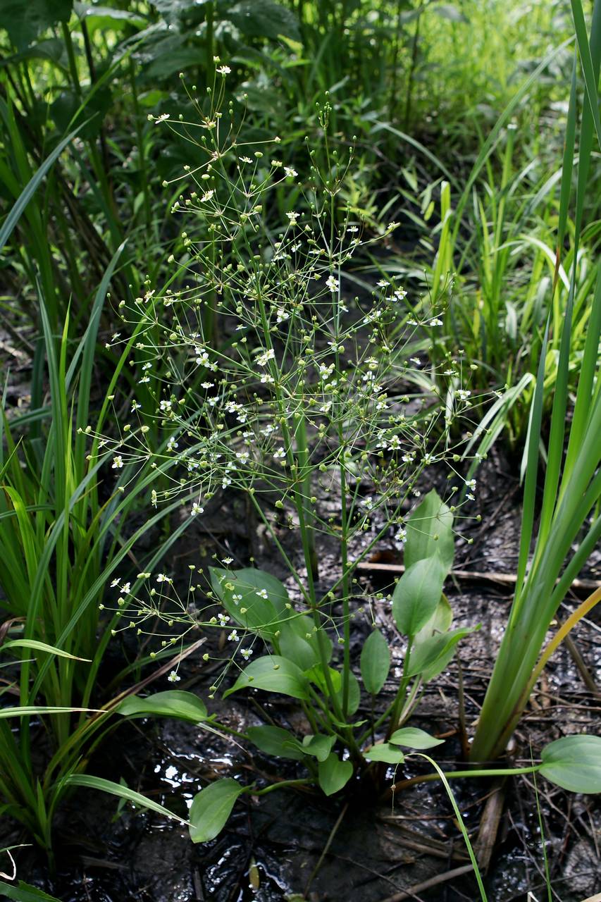 Photo of Northern  Water Plantain