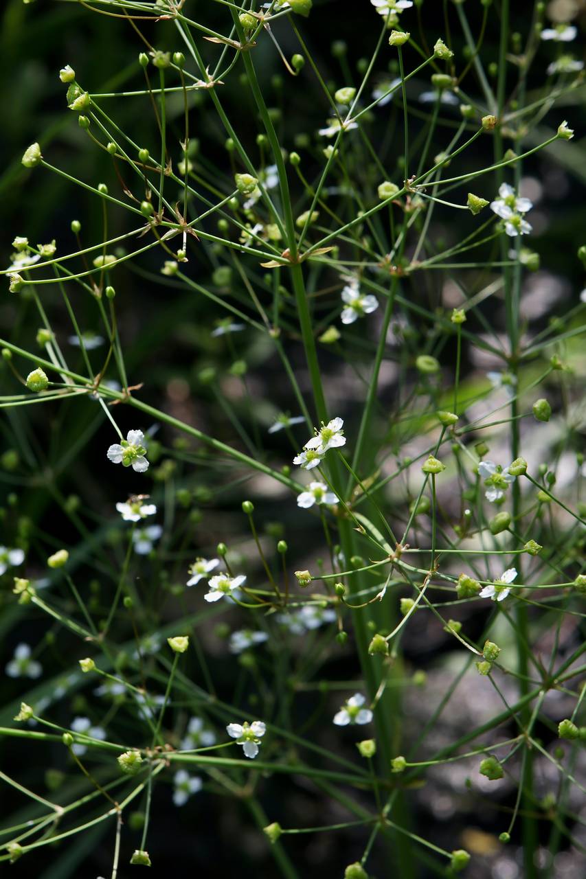 Photo of Northern  Water Plantain