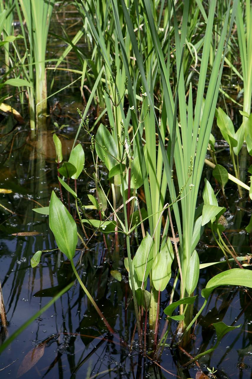 Photo of Northern  Water Plantain