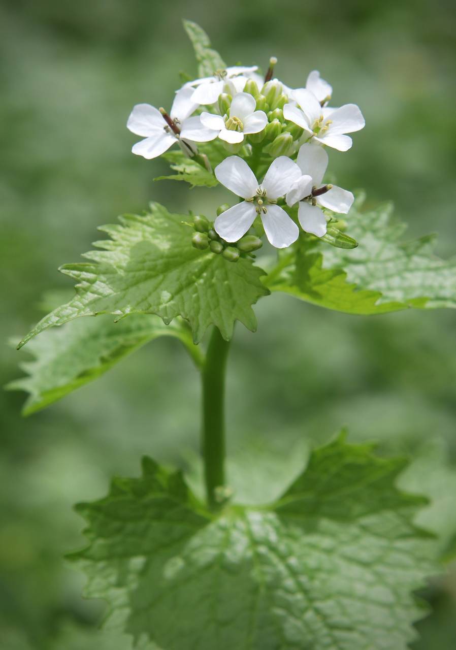 Photo of Garlic Mustard