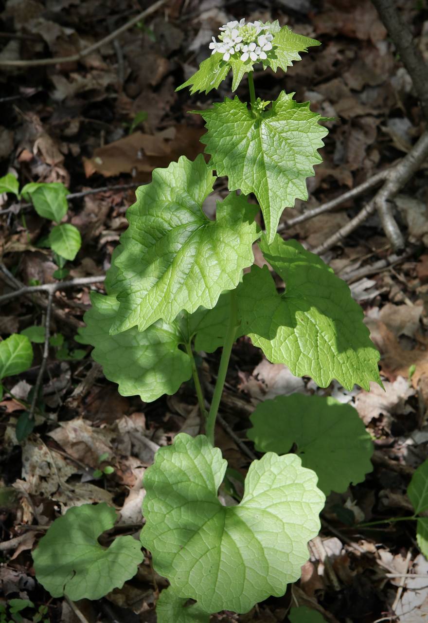 Photo of Garlic Mustard