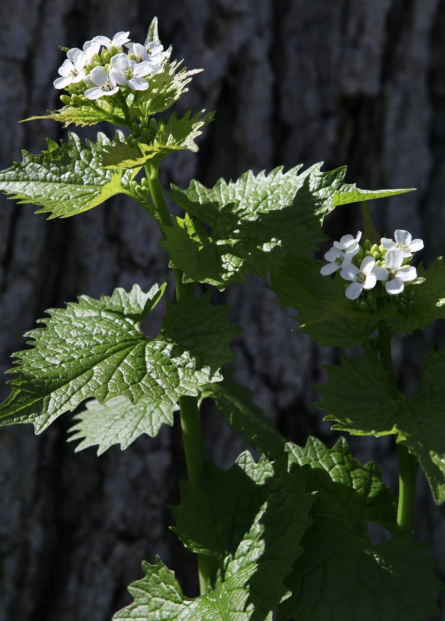 Photo of Garlic Mustard