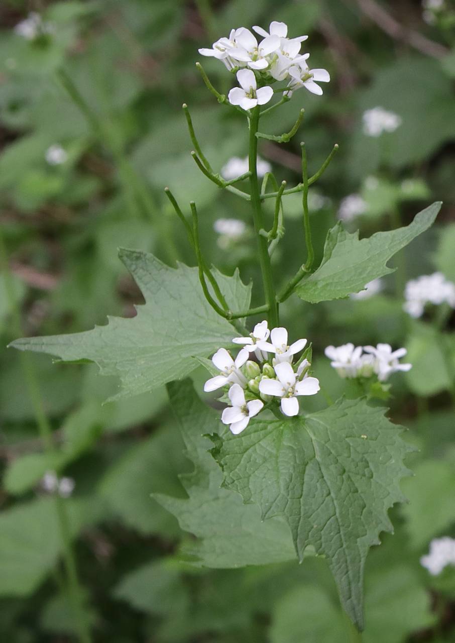 Photo of Garlic Mustard