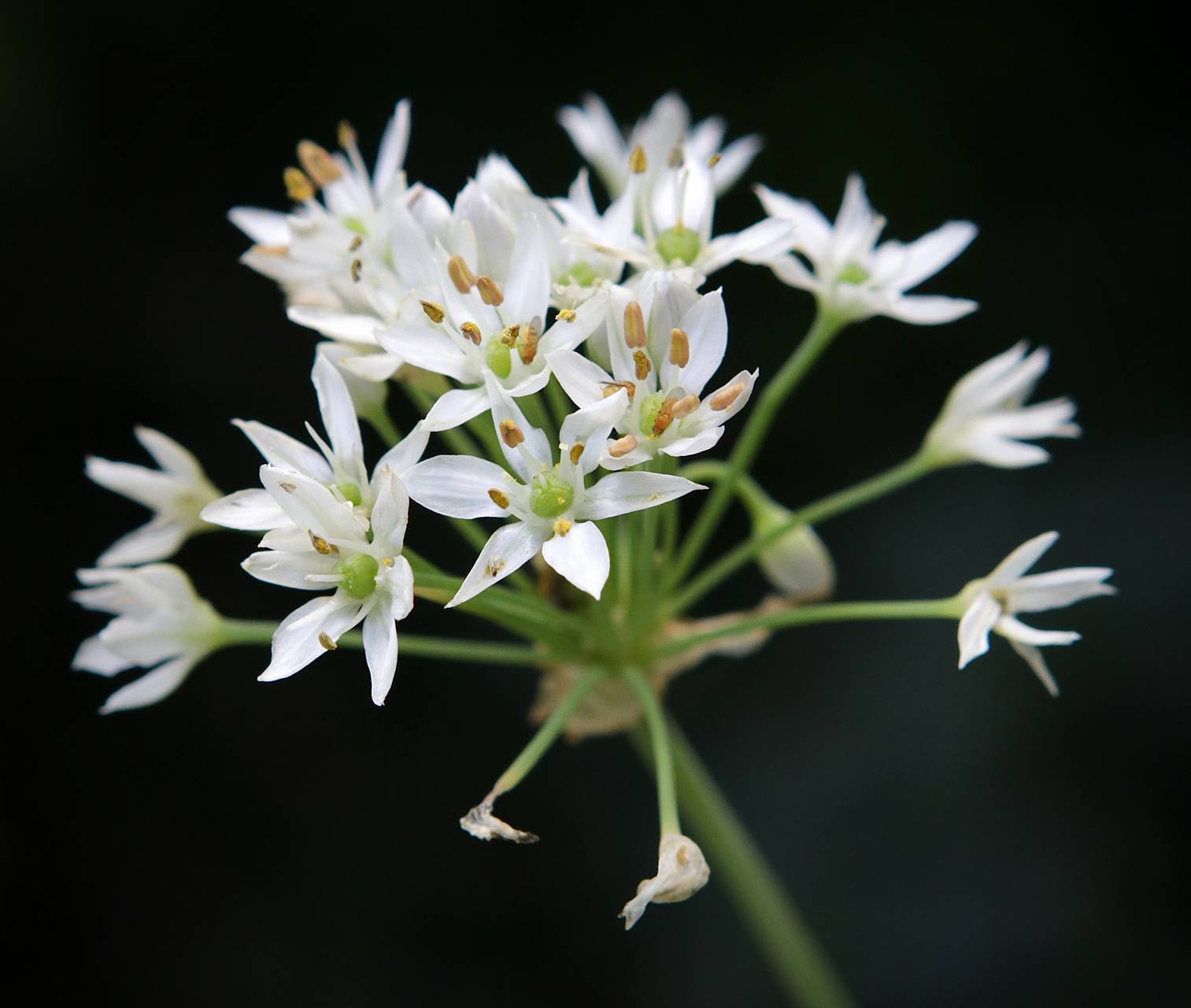 Photo of Garlic Chives