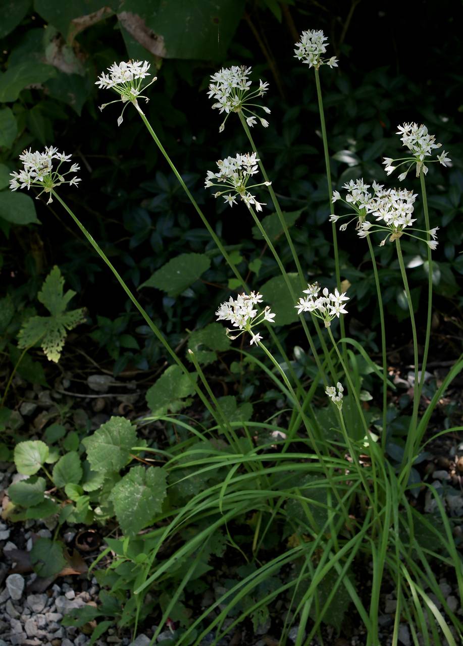 Photo of Garlic Chives