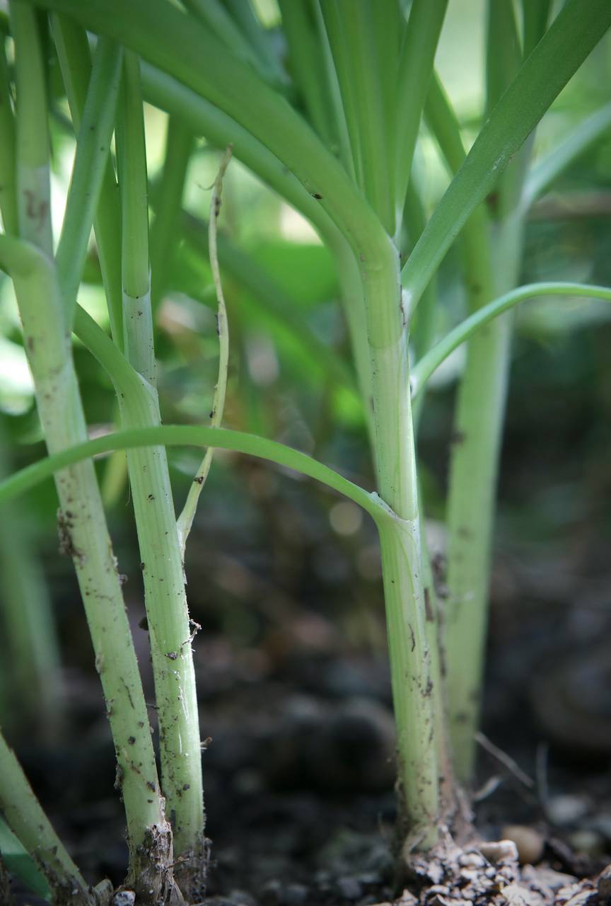 Photo of Garlic Chives