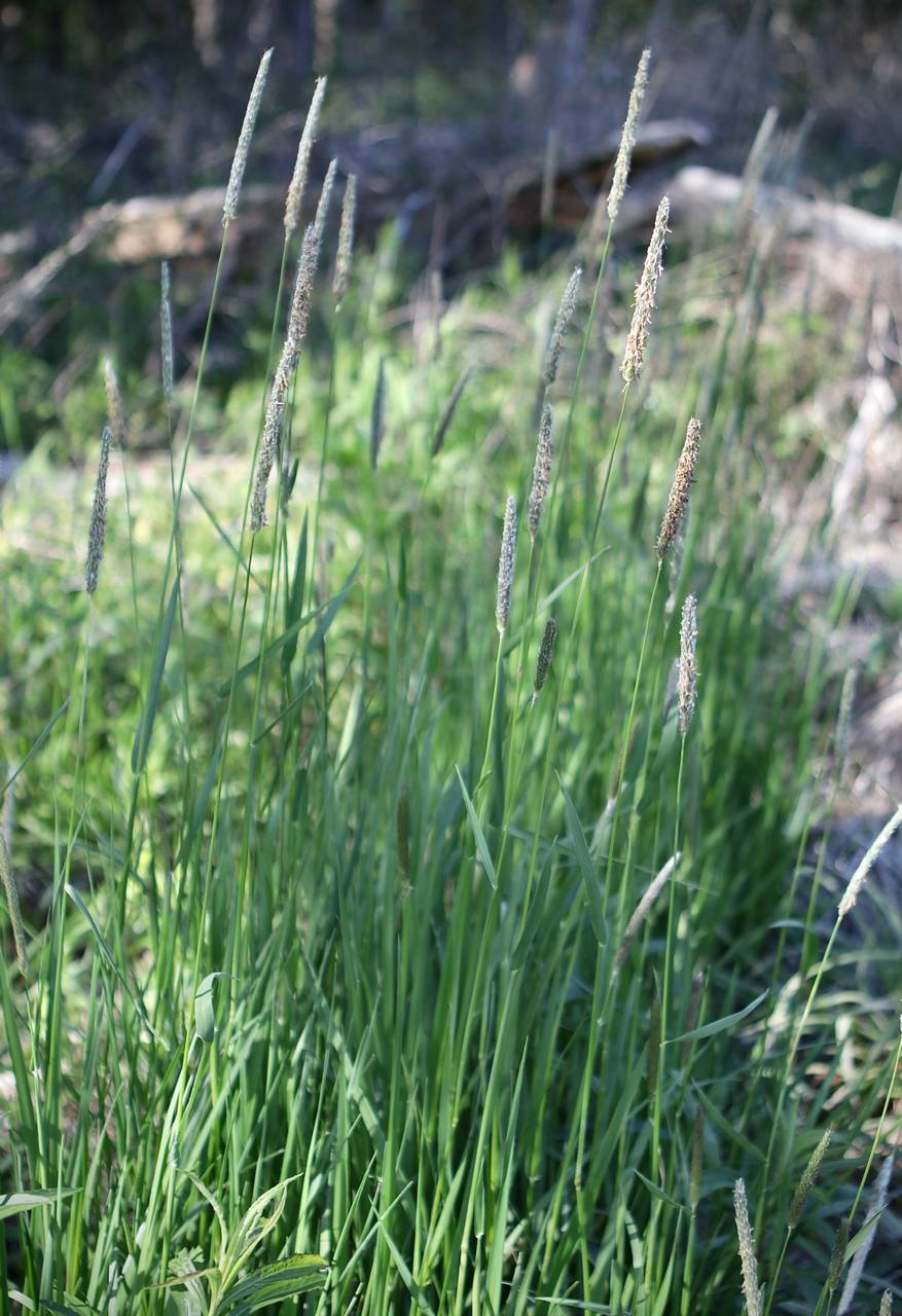 Photo of Meadow Foxtail