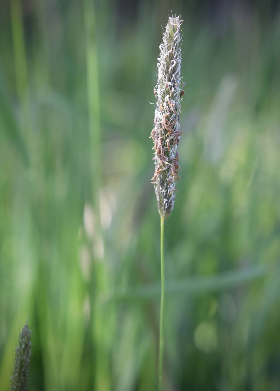 Photo of Meadow Foxtail