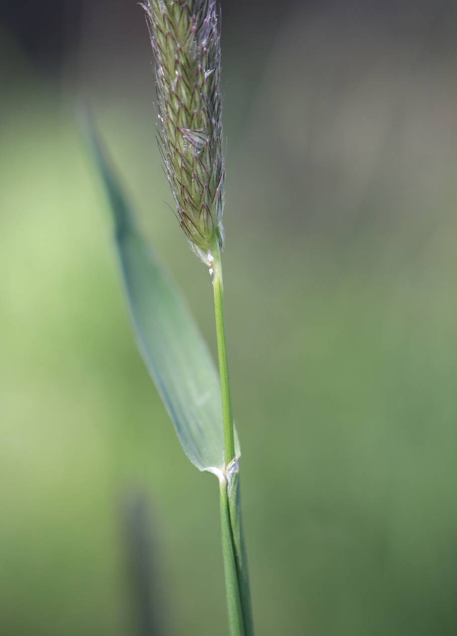 Photo of Meadow Foxtail