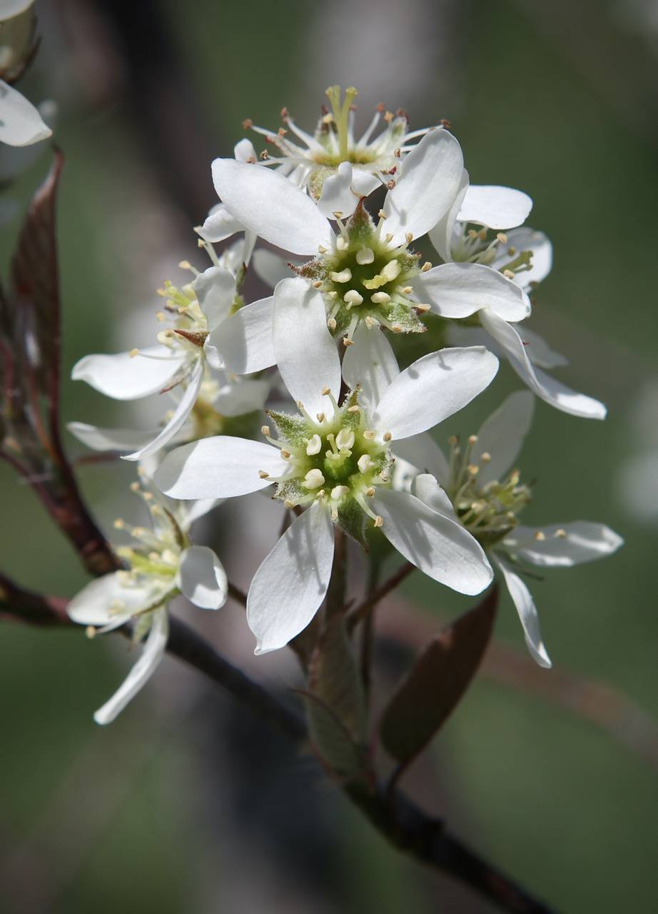 Photo of Downy Serviceberry