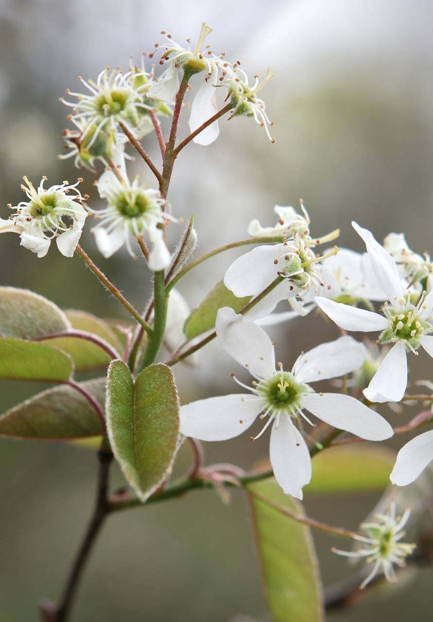 Photo of Downy Serviceberry