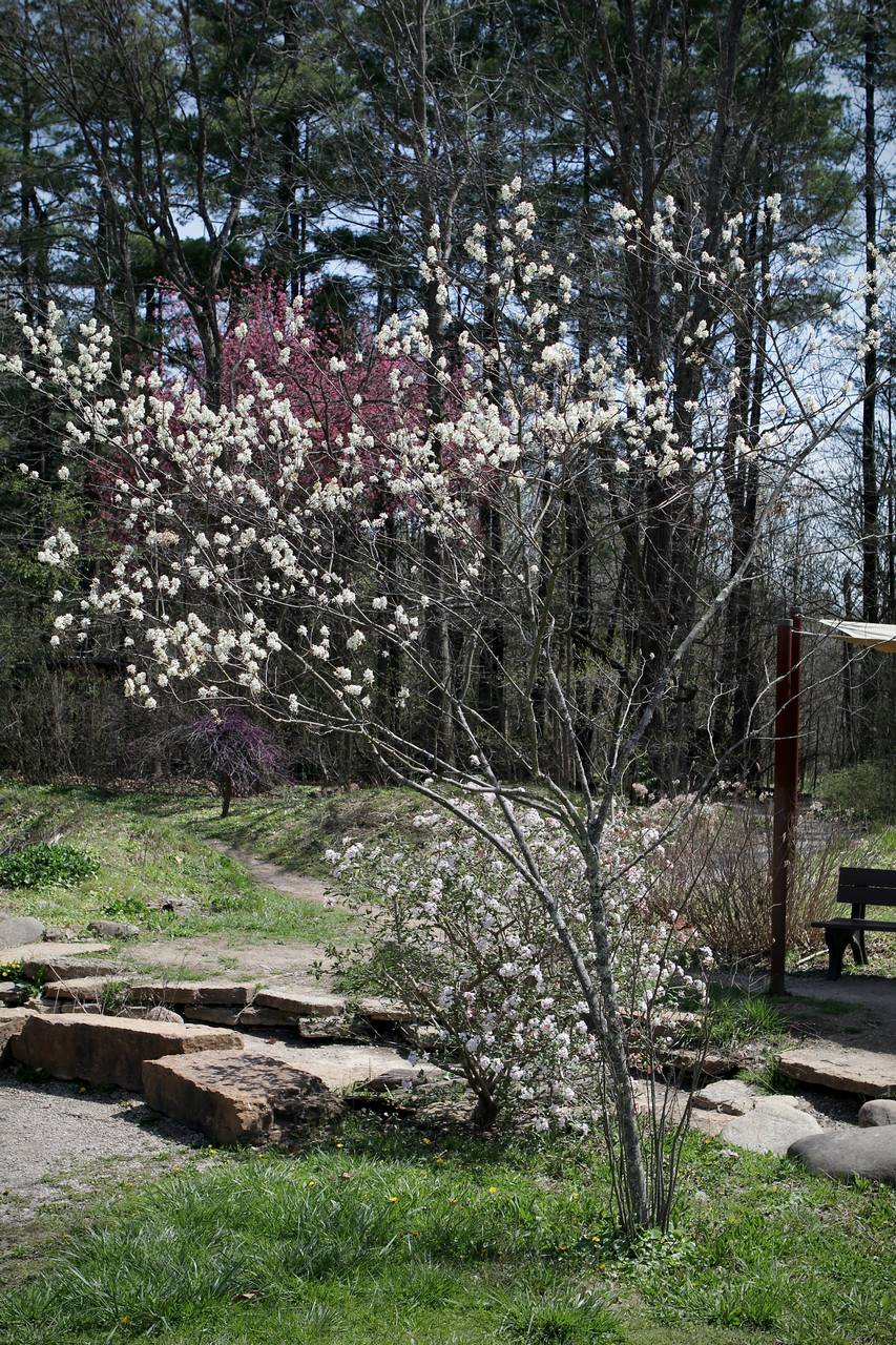 Photo of Downy Serviceberry