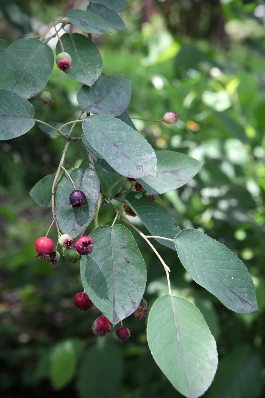 Photo of Downy Serviceberry