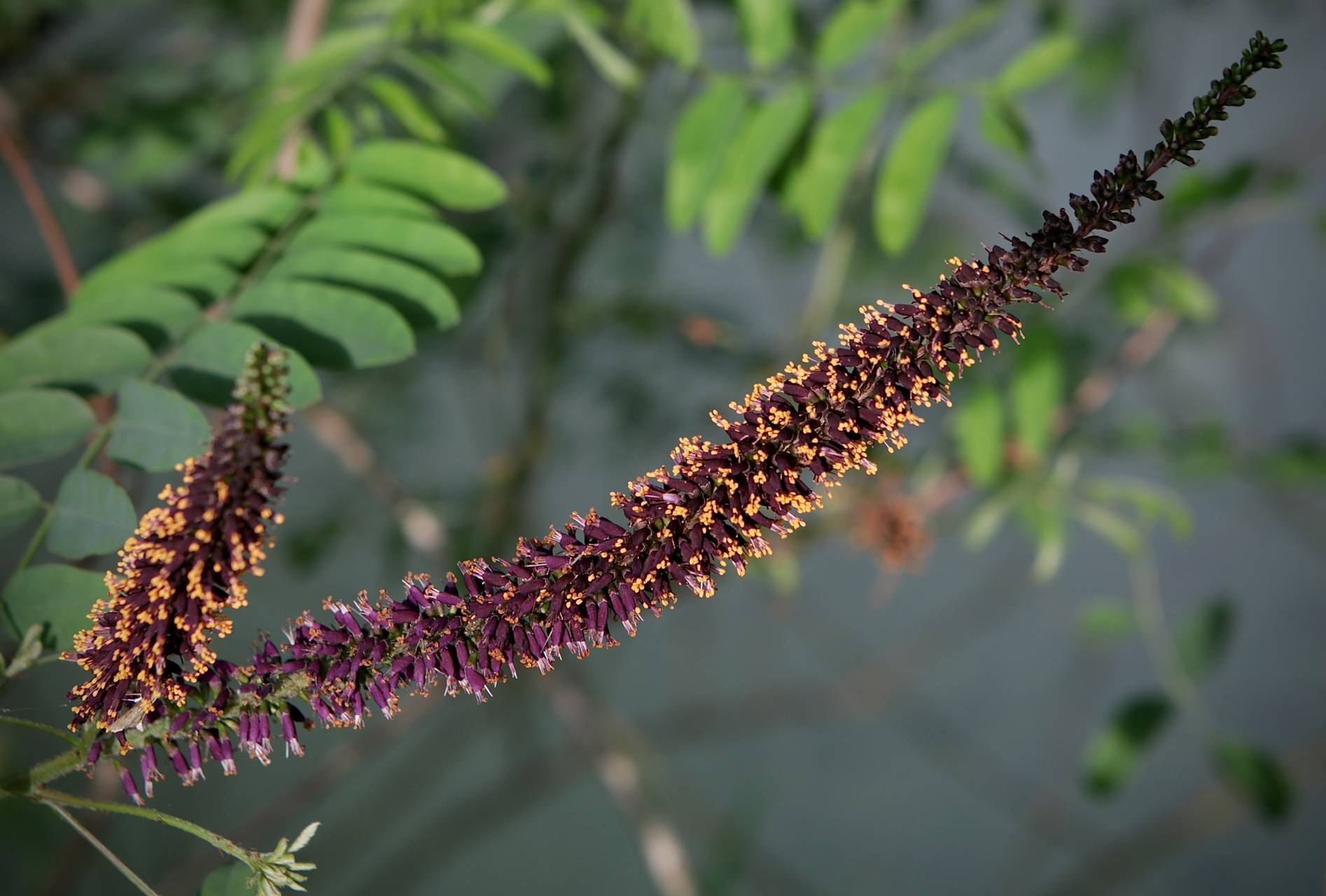 Photo of False Indigo-Bush