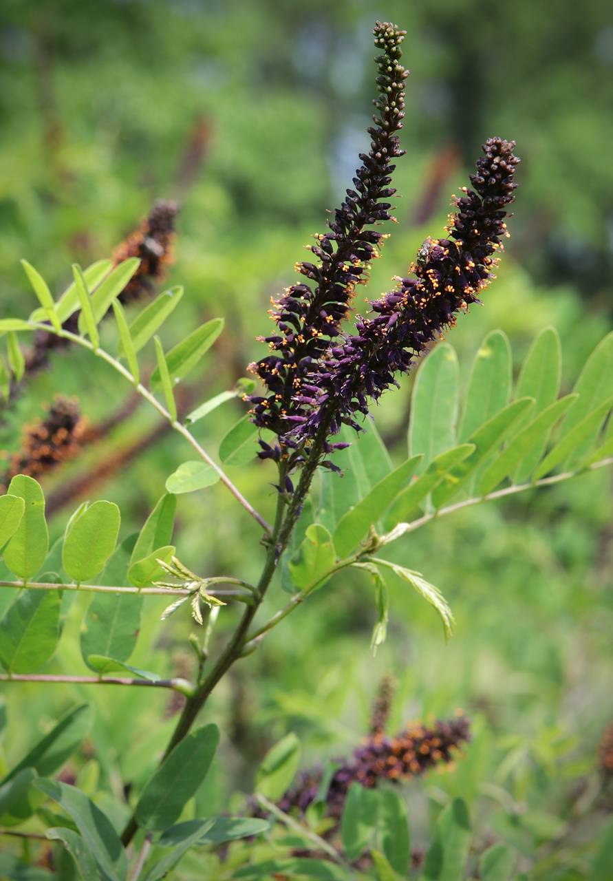 Photo of False Indigo-Bush