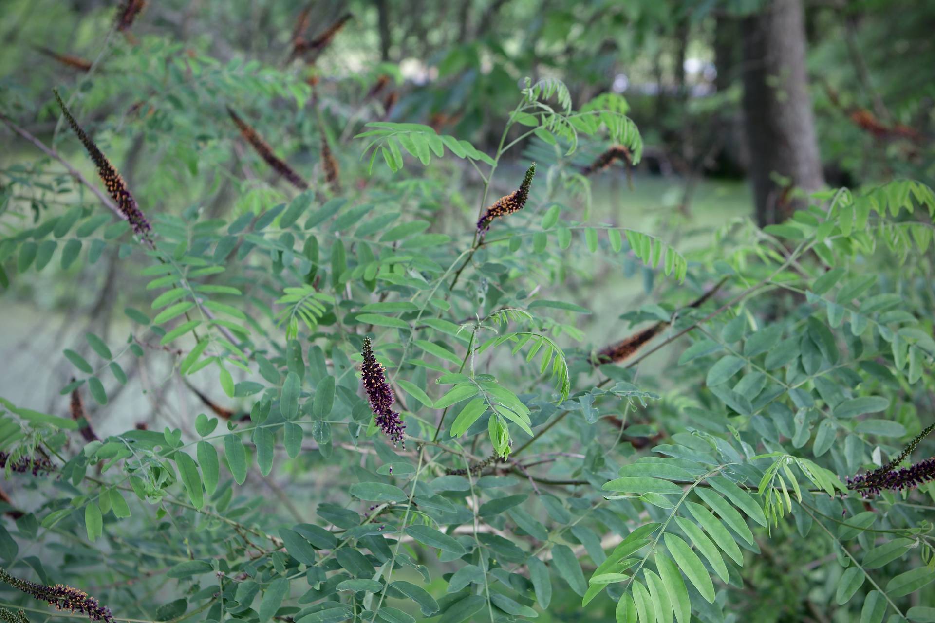 Photo of False Indigo-Bush