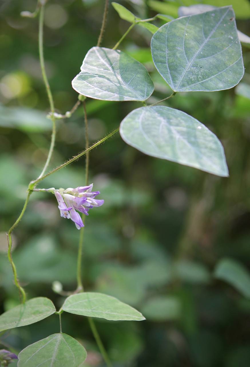 Photo of Hog Peanut