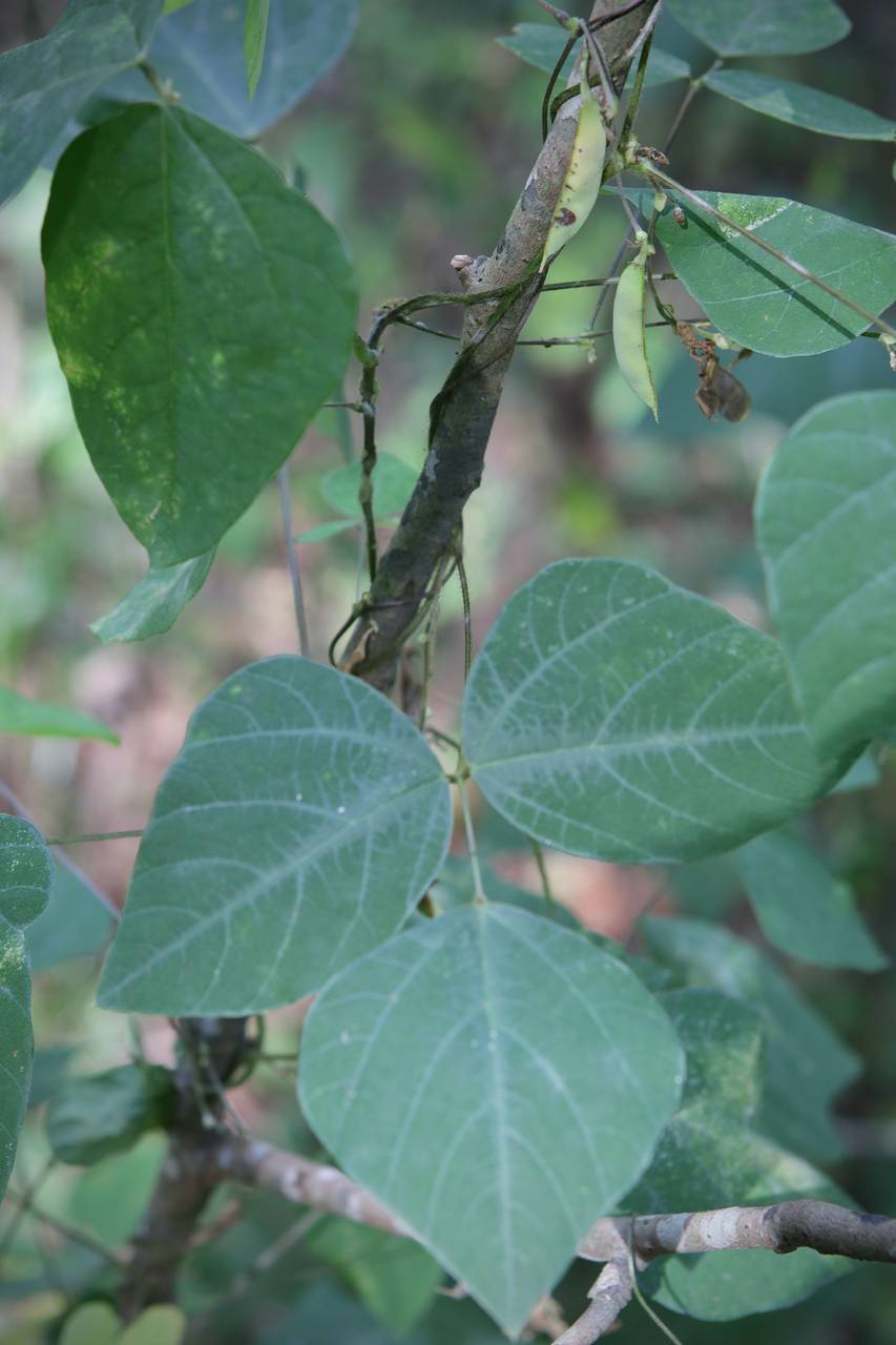 Photo of Hog Peanut