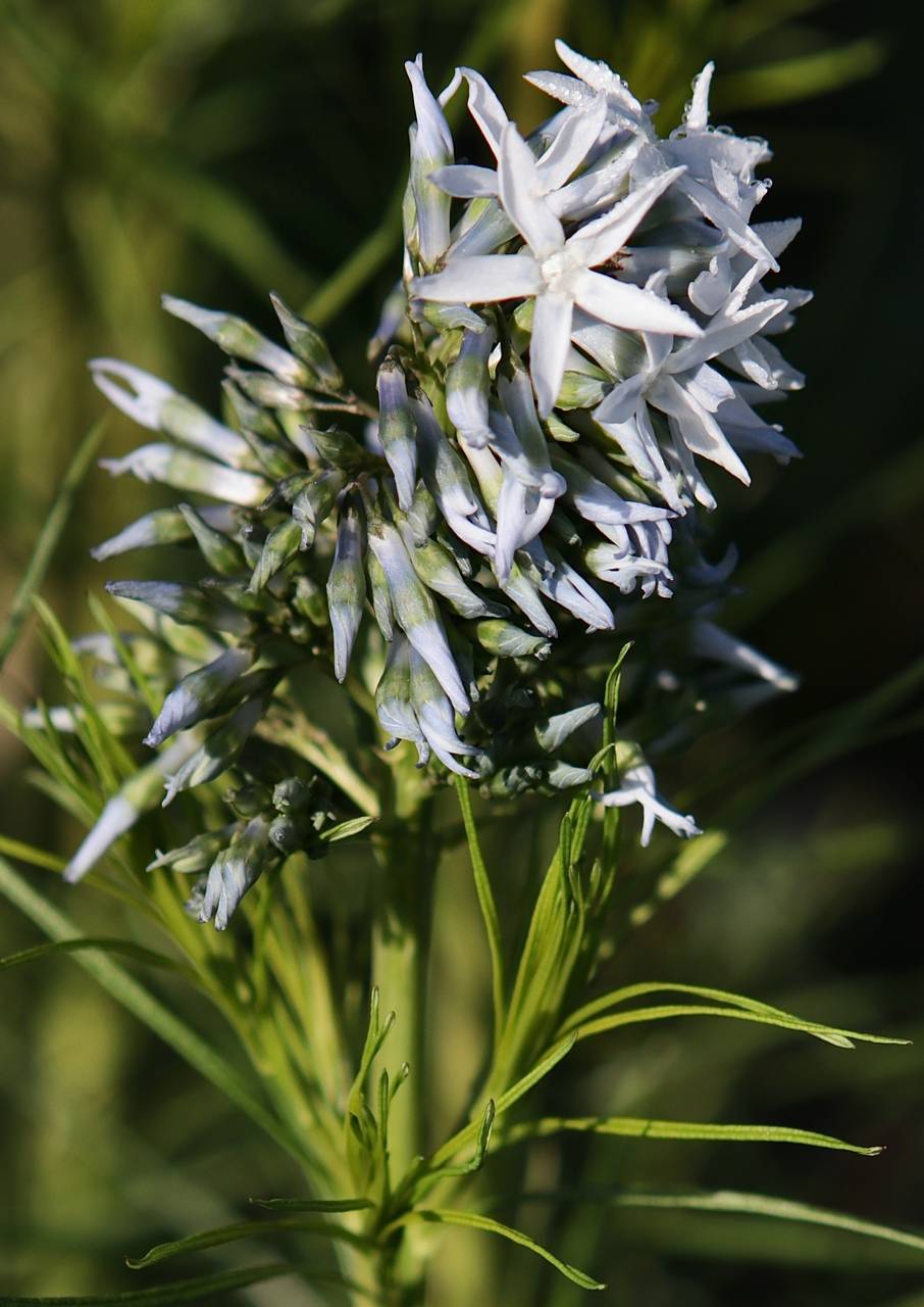 Photo of Hubricht's Bluestar