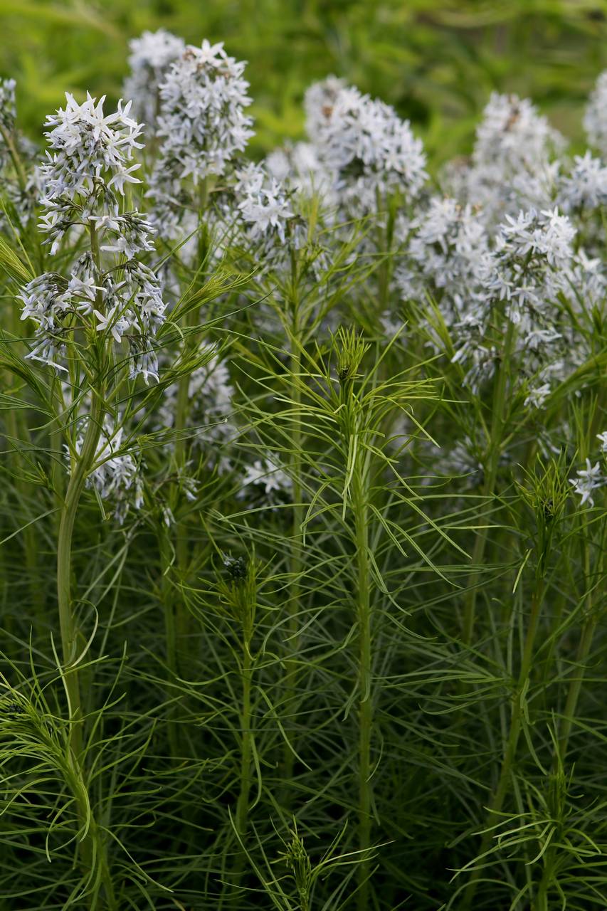 Photo of Hubricht's Bluestar