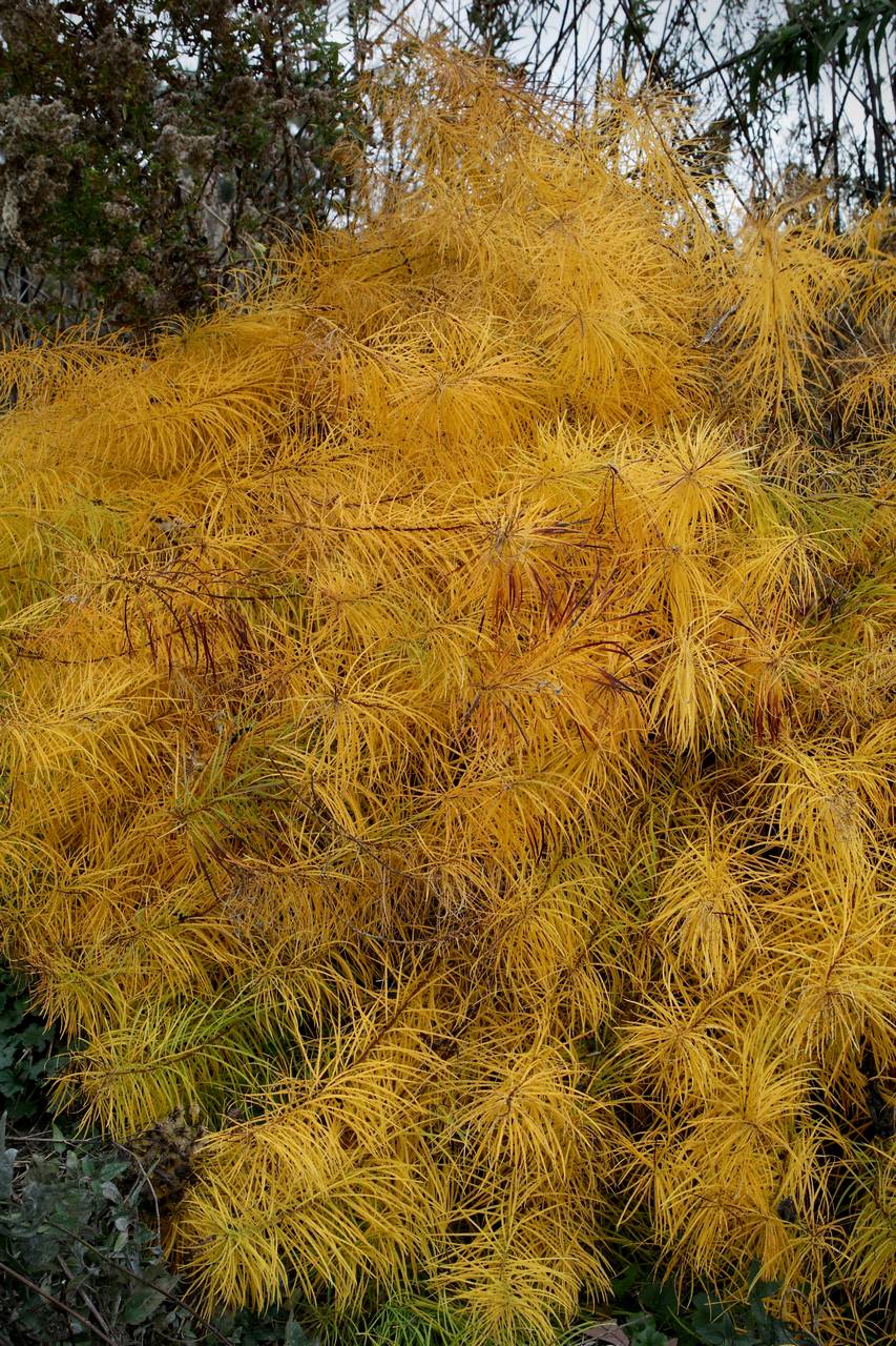 Photo of Hubricht's Bluestar