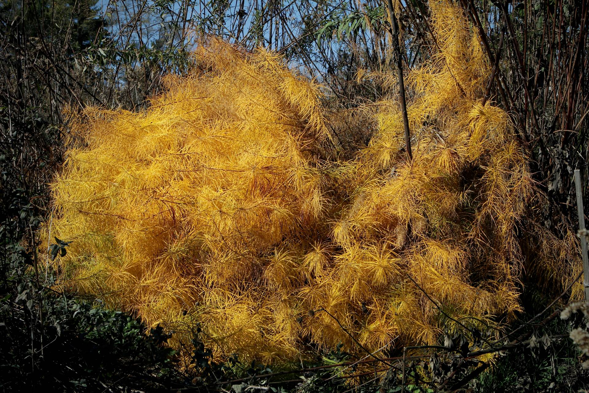 Photo of Hubricht's Bluestar