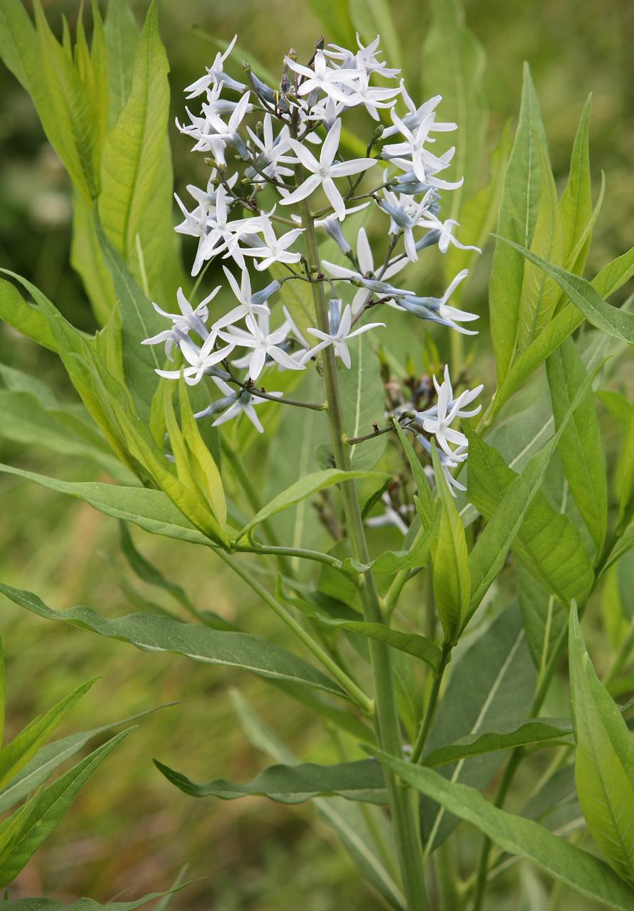 Photo of Eastern Bluestar