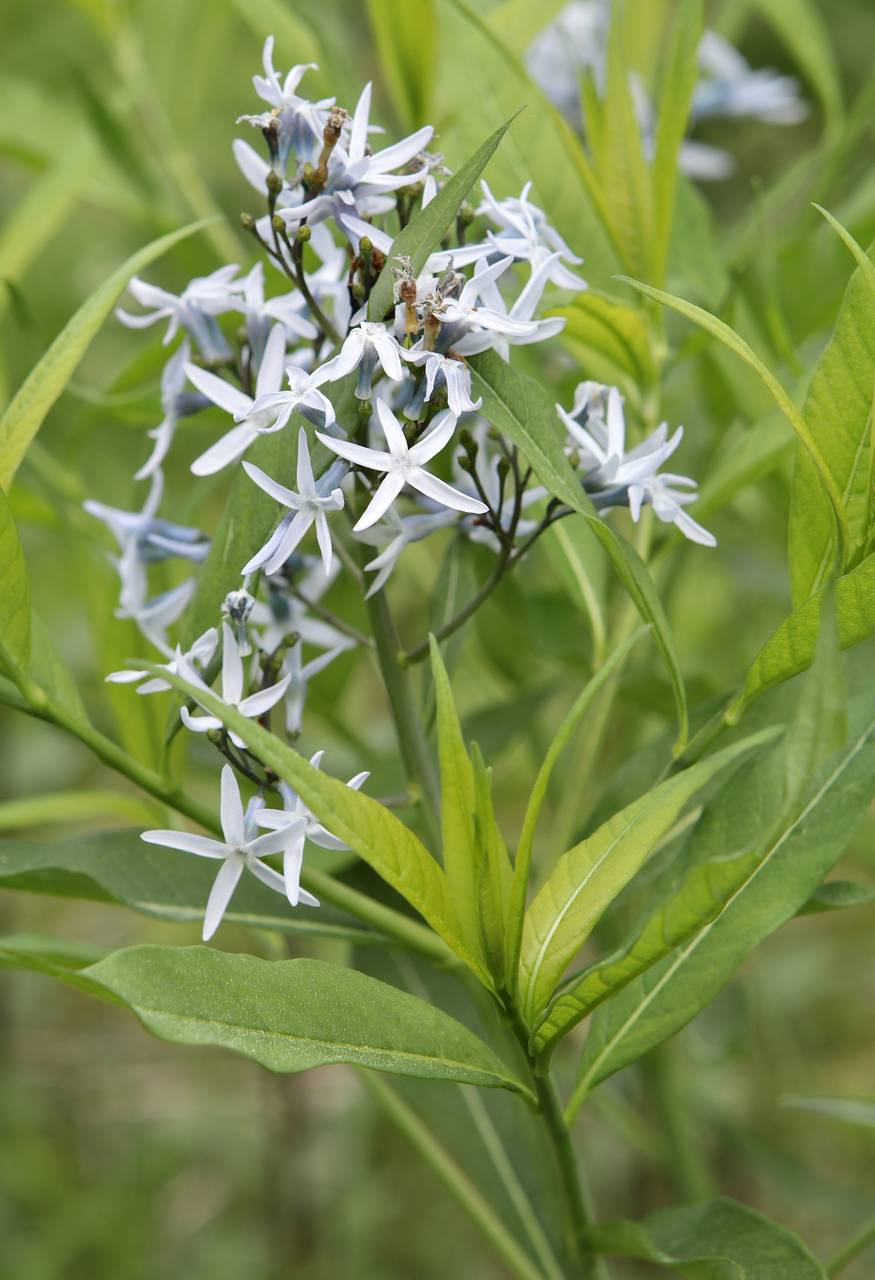 Photo of Eastern Bluestar