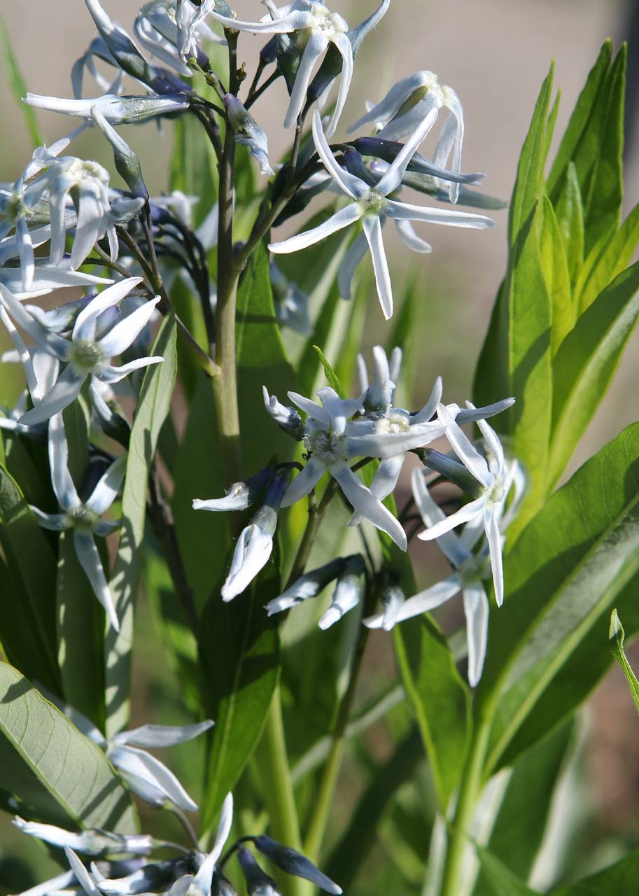 Photo of Eastern Bluestar