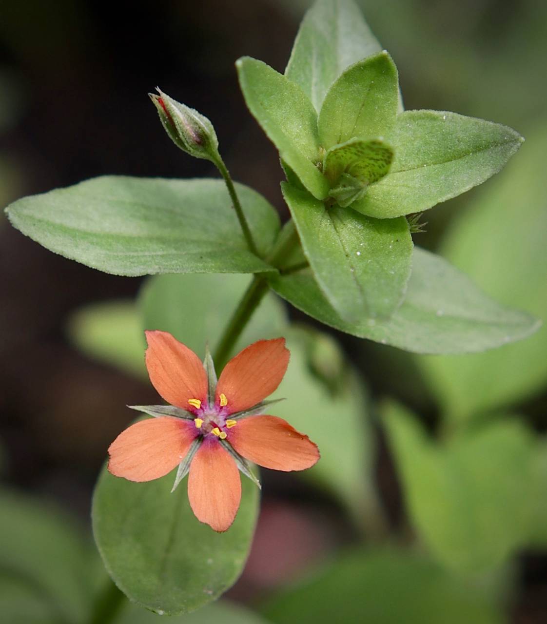 Photo of Scarlet Pimpernel