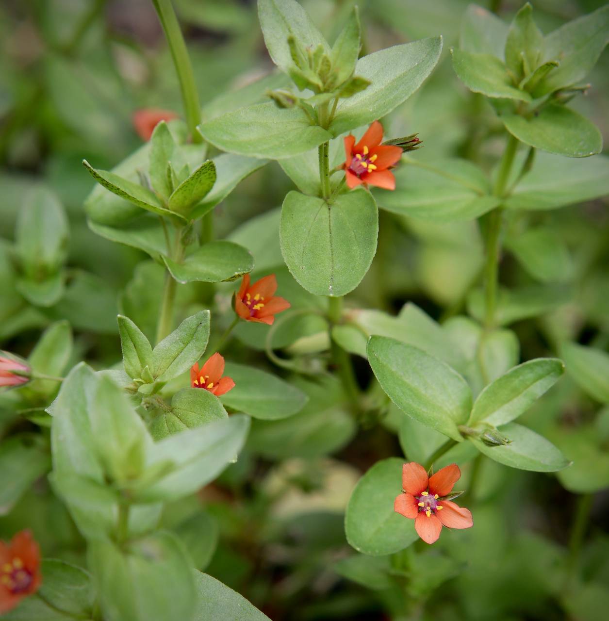 Photo of Scarlet Pimpernel