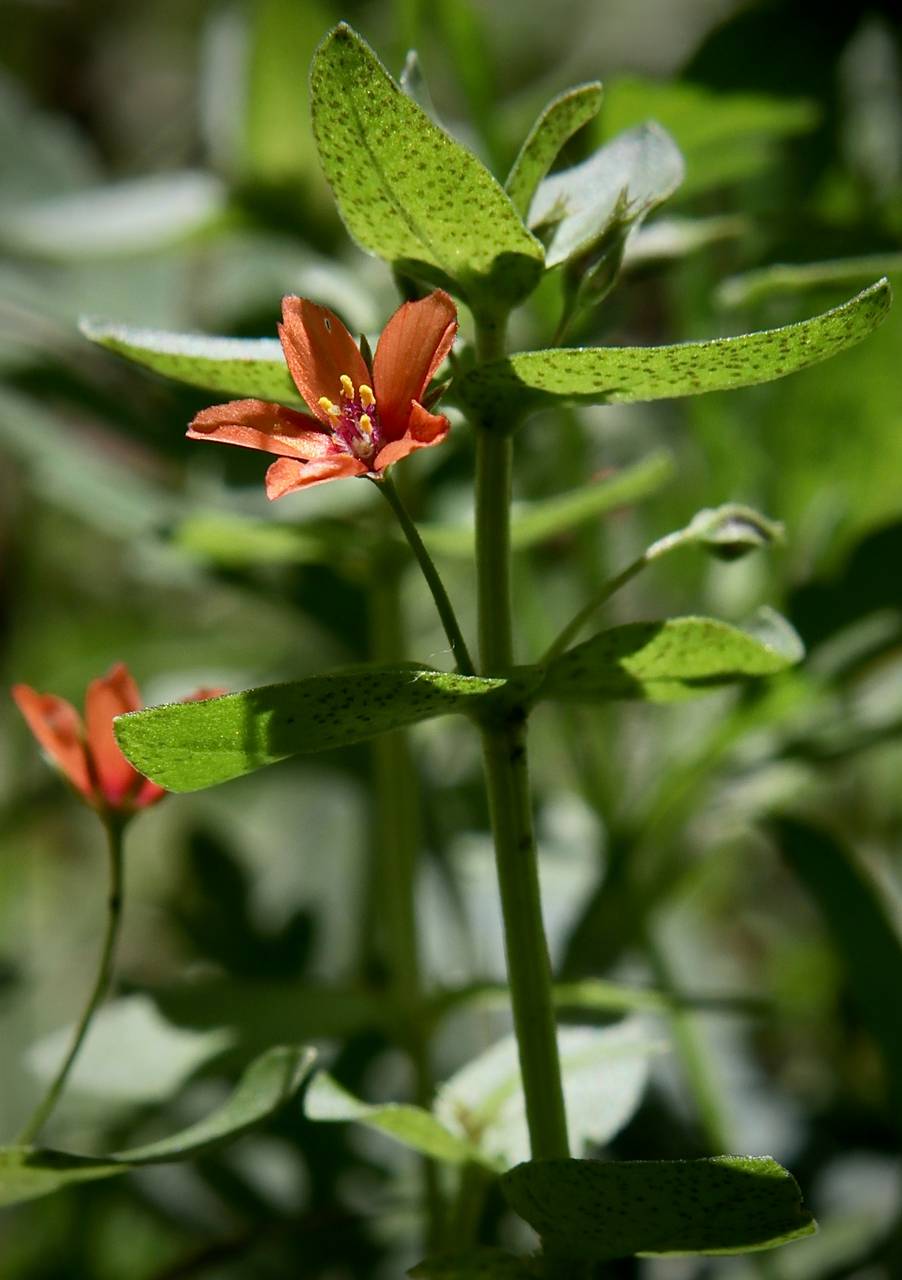 Photo of Scarlet Pimpernel