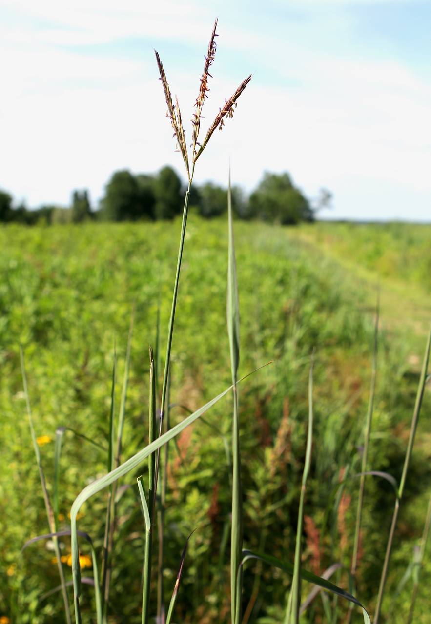 Photo of Big Bluestem