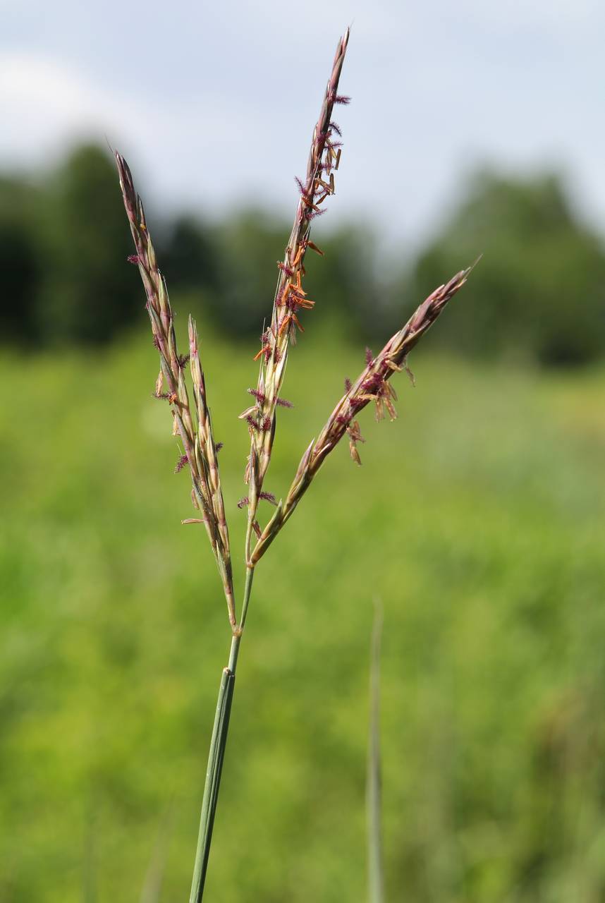 Photo of Big Bluestem