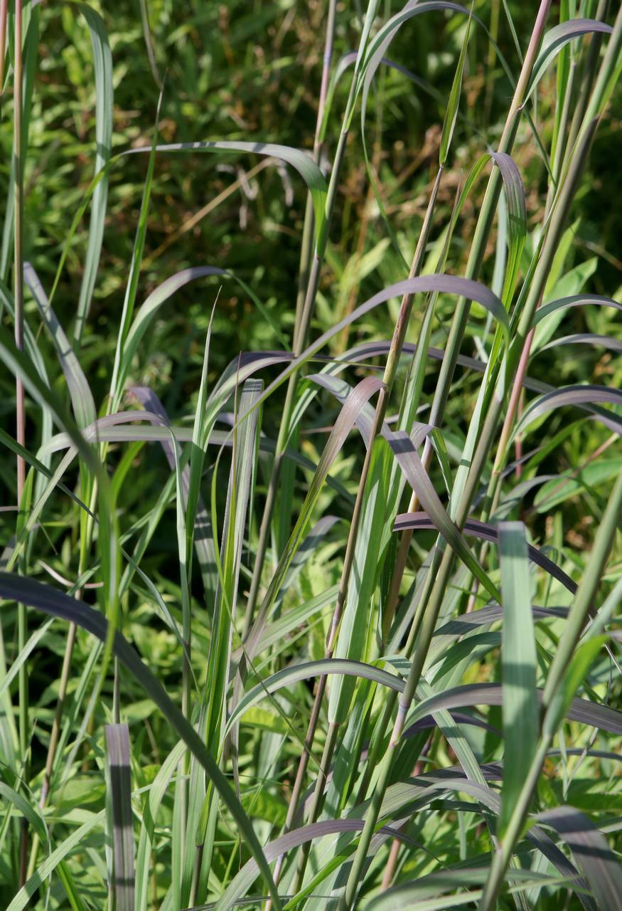 Photo of Big Bluestem