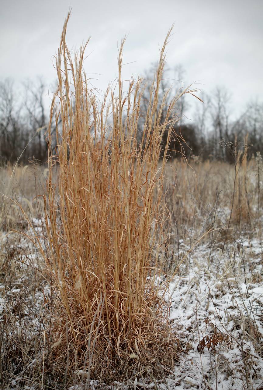 Photo of Broomsedge Bluestem