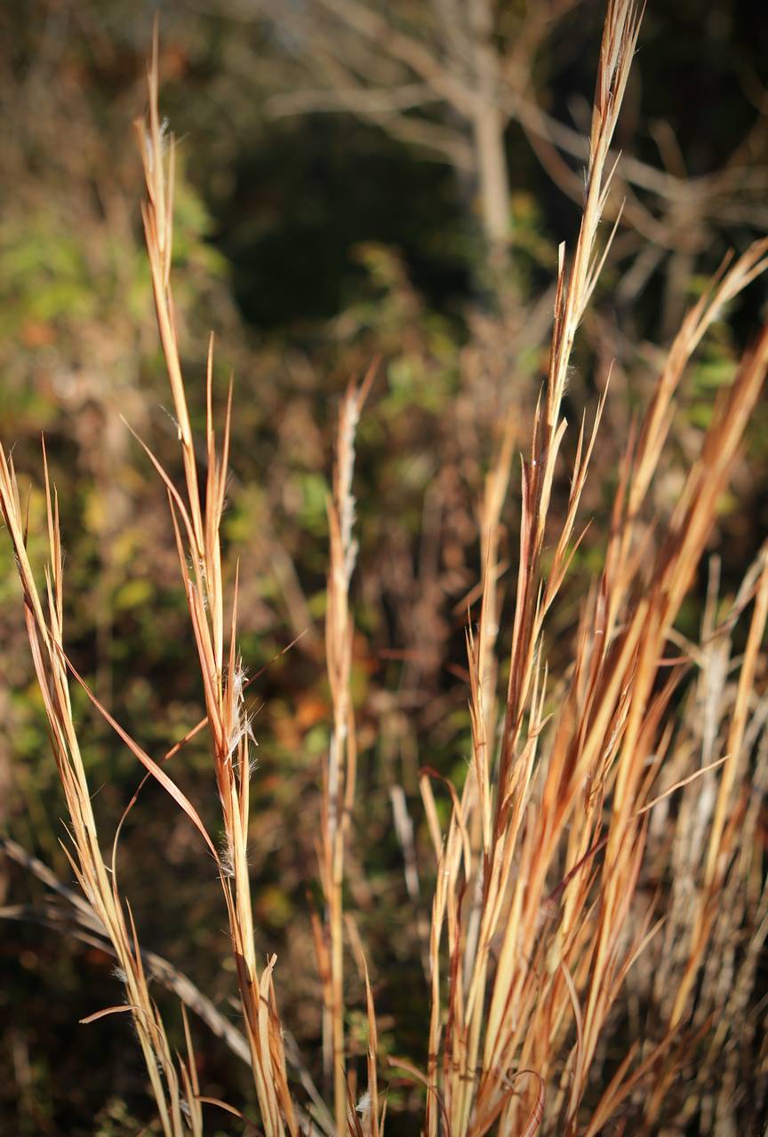 Photo of Broomsedge Bluestem