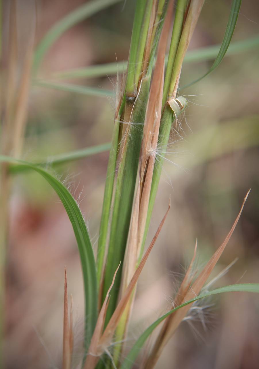 Photo of Broomsedge Bluestem