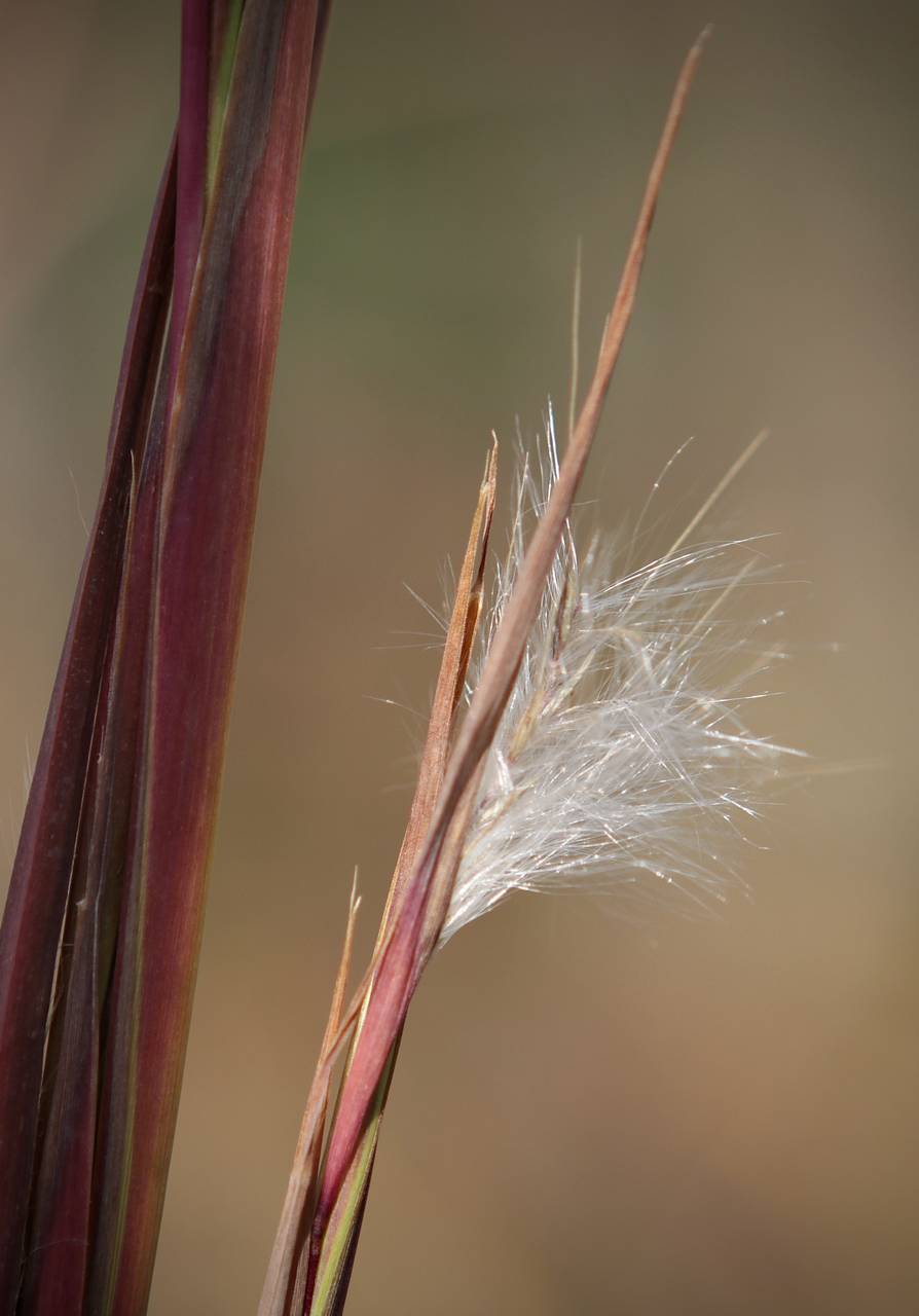 Photo of Broomsedge Bluestem