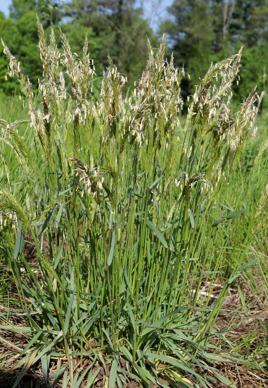 Photo of Sweet Vernal Grass