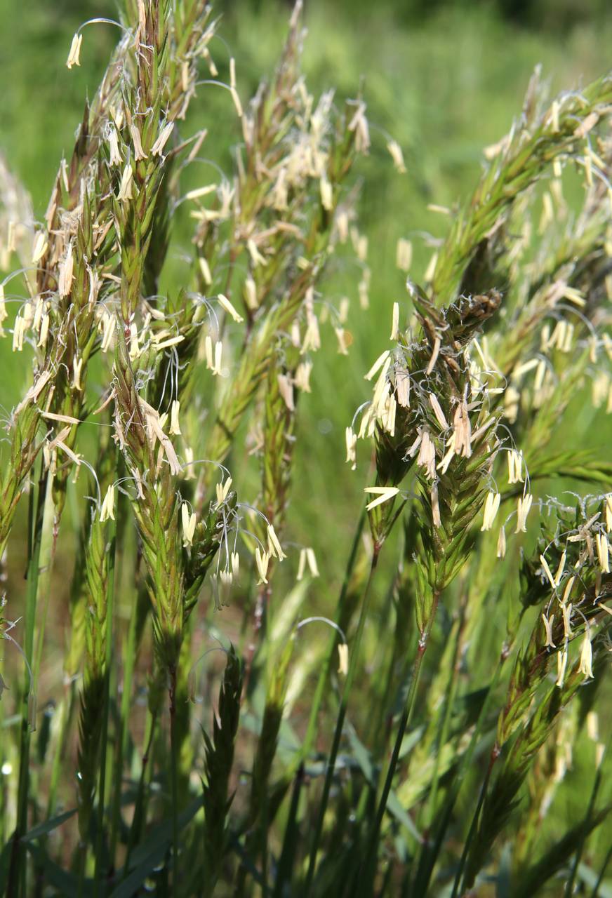 Photo of Sweet Vernal Grass