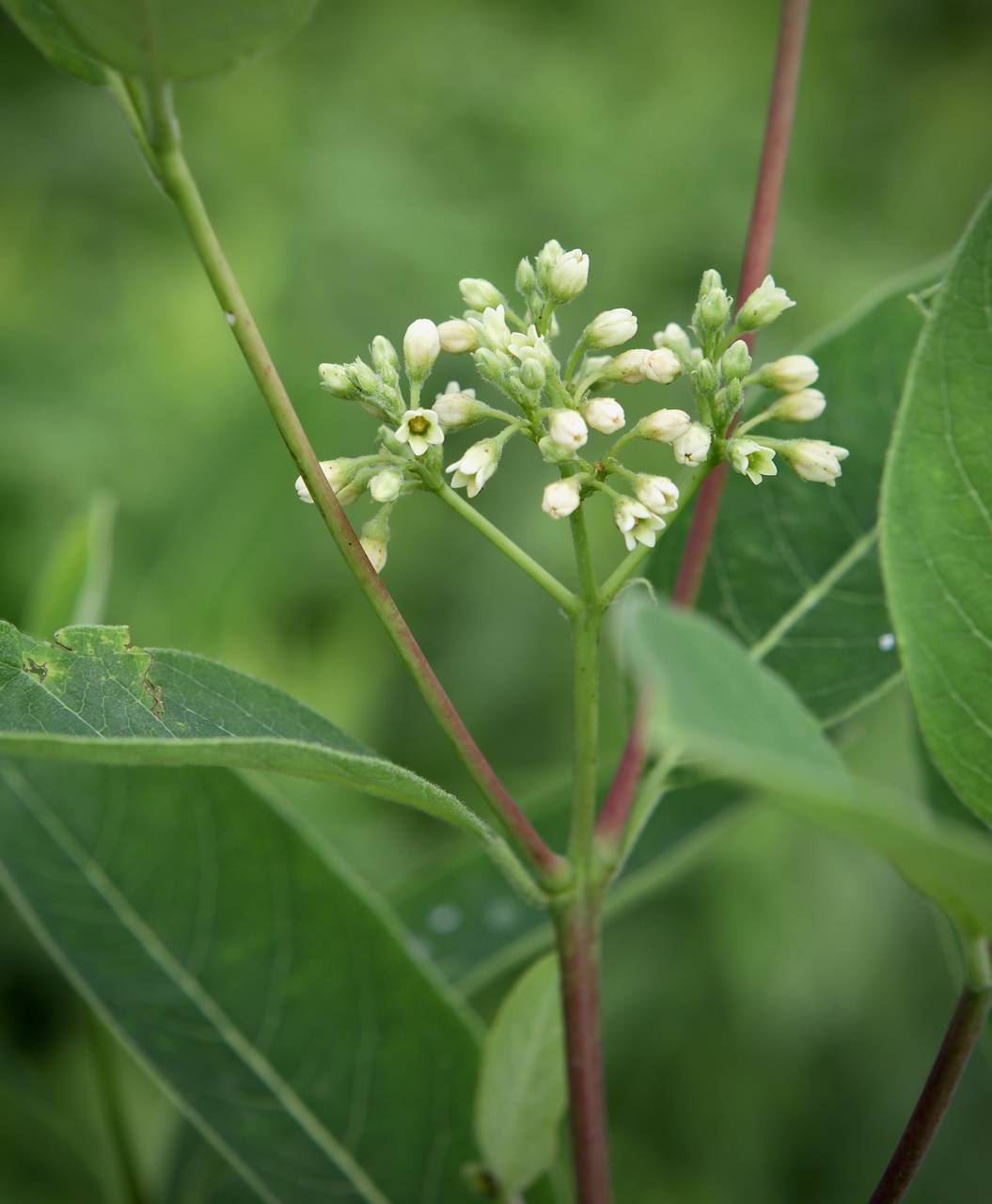 Photo of Indian Hemp
