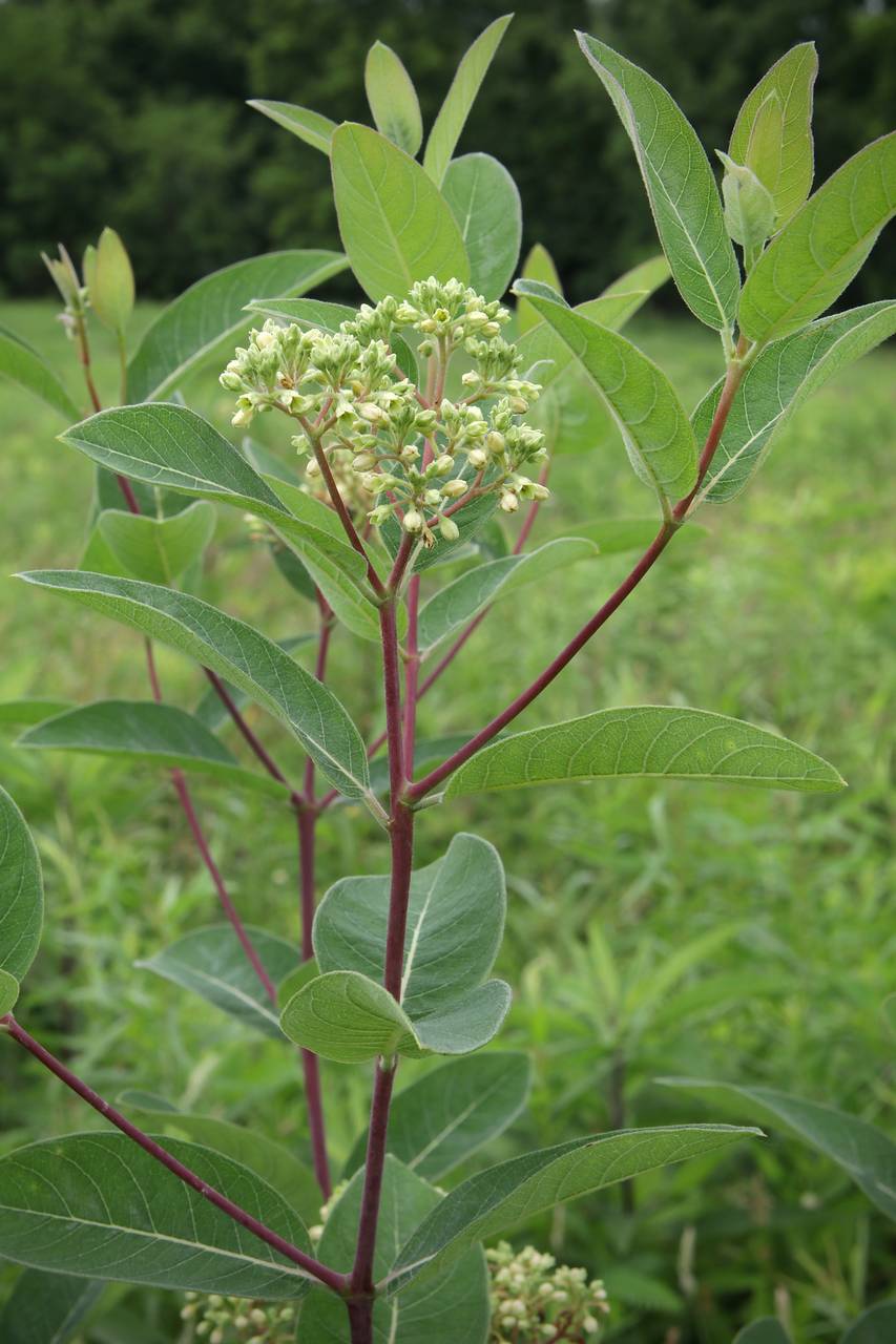 Photo of Indian Hemp