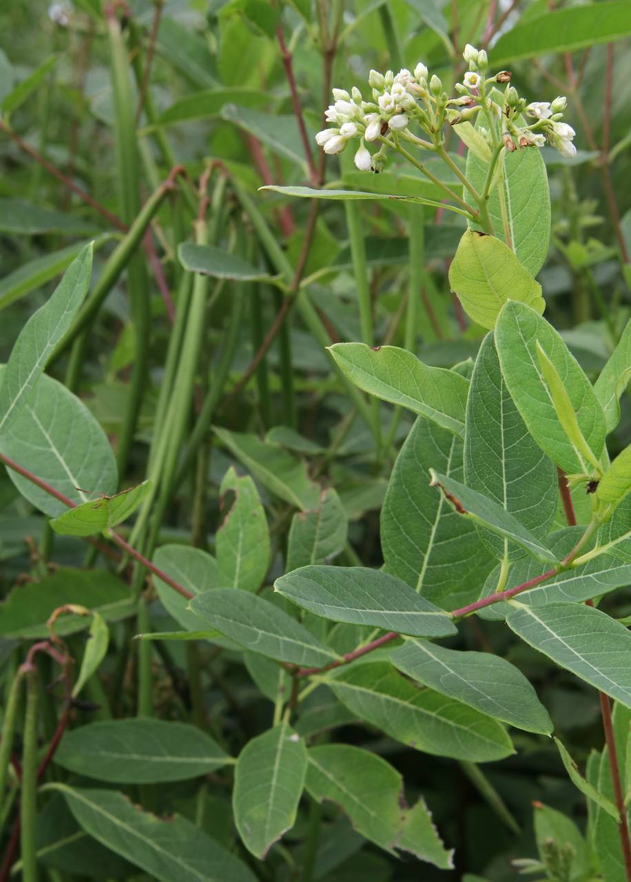 Photo of Indian Hemp