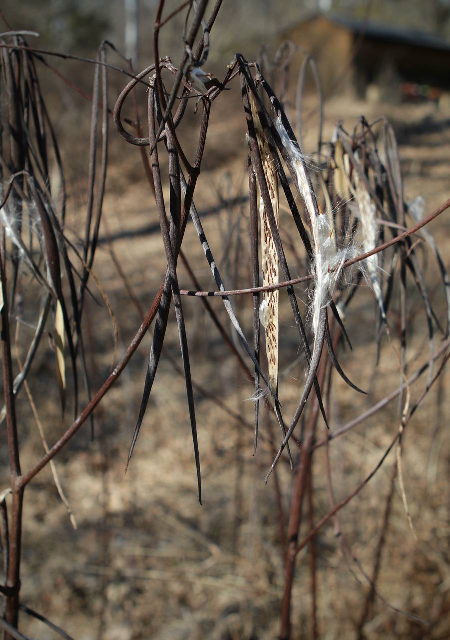 Photo of Indian Hemp