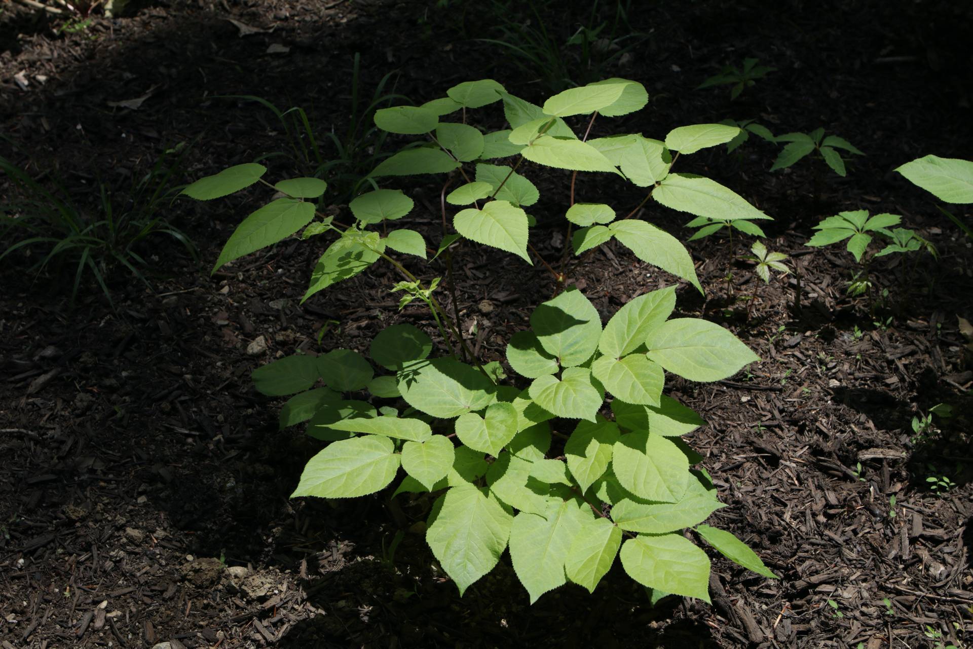 Photo of American Spikenard