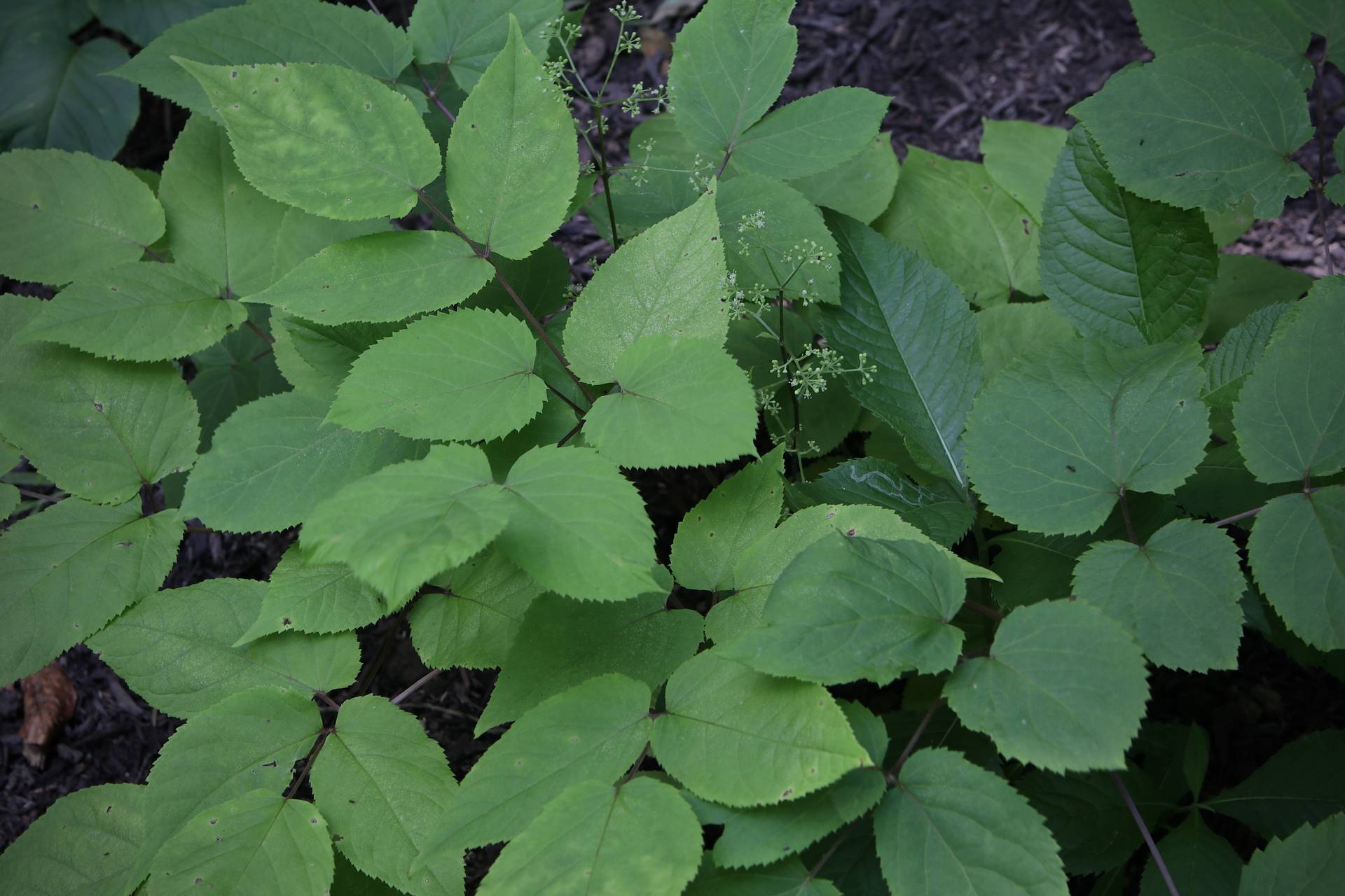 Photo of American Spikenard