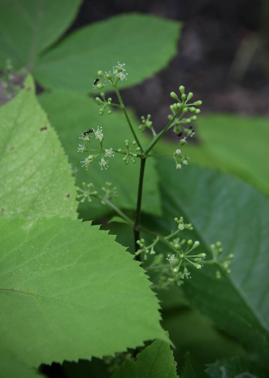 Photo of American Spikenard