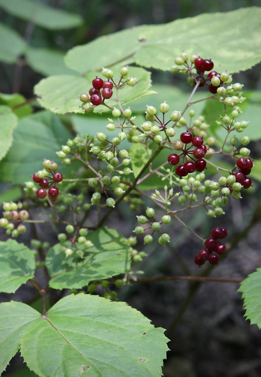 Photo of American Spikenard