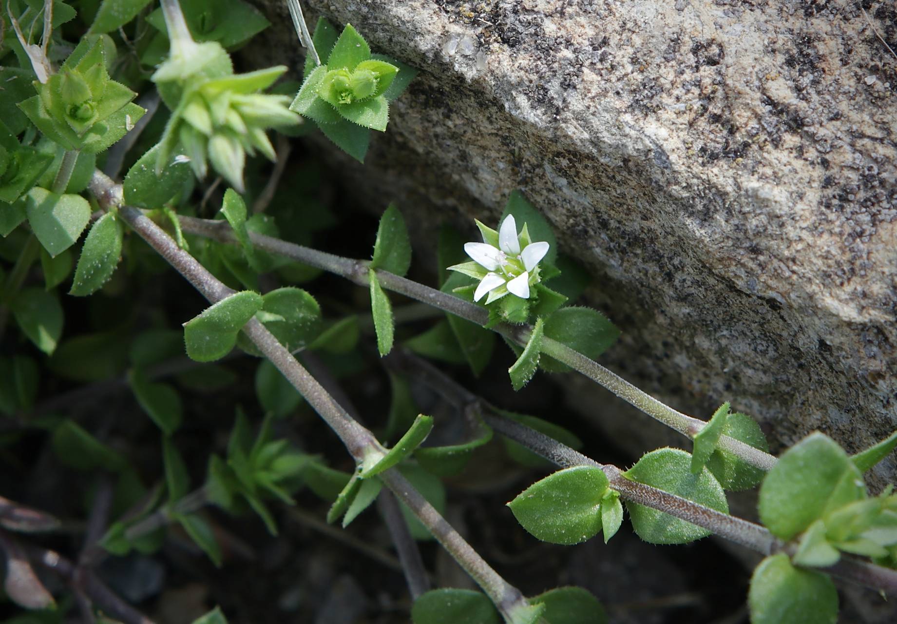 Photo of Thyme-Leaved Sandwort